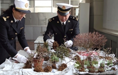 我國禁止攜帶郵寄動植物及動植物產品入境 入境旅游須知